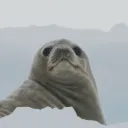 FlexingSeal Discord server icon